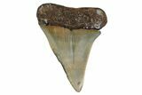 Fossil Broad-Toothed Mako Shark Tooth - North Carolina #272965-1
